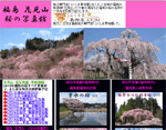 sakuira.gif